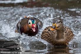 Mandarin ducks are typically available for sale throughout our shipping season. The Hot Duck That Won T Go Away The New York Times