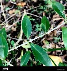 Image result for Canthium inerme