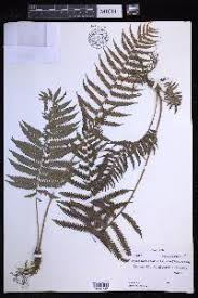 Image result for Pseudocyclosorus