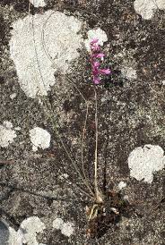 Image result for Polystachya songaniensis