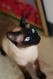 Siamese cat adoption is not for everyone though; Siamese Cat Adoption Near Me The Y Guide