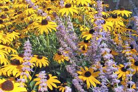 Grow the vine from seeds as a. How To Grow Black Eyed Susan Houzz
