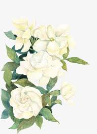 Flower Flower Clipart White Flower White Png Transparent Clipart Image And Psd File For Free Download Watercolor Flowers Pattern Flower Painting Flower Drawing