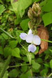 Image result for Psophocarpus scandens