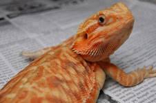 Types Of Bearded Dragons Learn Different Types Colors