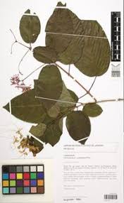 Image result for Clerodendrum umbellatum