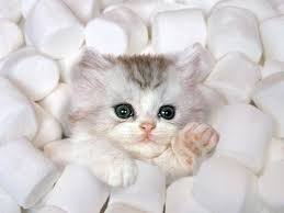 Maybe you would like to learn more about one of these? Gambar Kucing Yang Comel Posts Facebook
