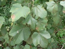 Image result for Thespesia garckeana