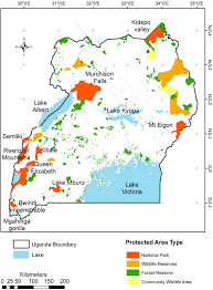 Image result for Rytigynia ruwenzoriensis