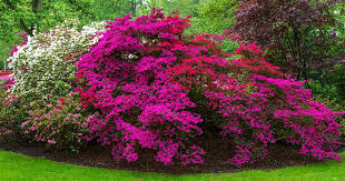 The tree farm in longmont, colorado is your source for trees, evergreens, shrubs, fruit trees, flowers, gardening supplies, and more! 21 Of The Best Azaleas Varieties Gardener S Path