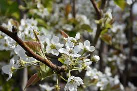 Can anyone tell me whether shinko is any more fireblight resistant than other asian pears. Shinko Asian Pear Pyrus Pyrifolia Shinko In Columbus Dublin Delaware Grove City Gahanna Bexley Ohio Oh At Oakland Nurseries Inc