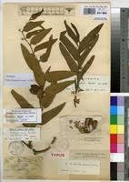 Image result for Aristolochia hockii