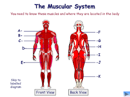 Human body outline, front, back and side, vector file set. Muscular System Study Guide Diagram Quizlet