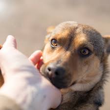 National pet obesity awareness day. National Rescue Dog Day May 20 2022 National Today