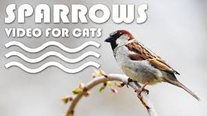 Birds For Cats To Watch Entertainment Video For Cats Birds For Cats To Watch Sparrows More Videos For Cats Www Tvbini Com Cat Gif Entertainment Video Kitty Games
