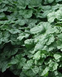 Image result for heuchera americana