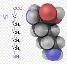 Gamma will be used to refer to p.1, the variant first detected in brazil last november. Open Alpha Beta Gamma Carbons Amino Acids Free Transparent Png Clipart Images Download