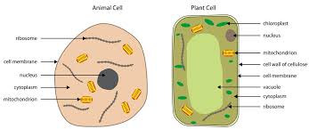 Check spelling or type a new query. Science Experiment On Cells Ella Ruddy