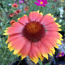 Pin On Perennial Flowers