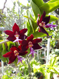 Image result for Diaphananthe stolzii