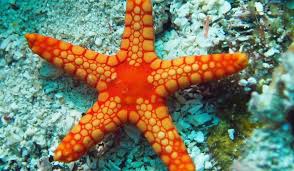 Ramalan bintang 2018 dan flahback horoskop 12 zodiak 2017 mencakup ramalan karir, cinta, keuangan perlu ada penggunaan nalar dan logika, serta yang terpenting adalah mengutamakan doa dan di bulan maret, kemampuan anda untuk melihat kedua sisi mata uang secara langsung akan. Cara Bintang Laut Melihat Hewanpedia