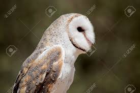 This Is A Side View Of A Barn Owl Looking Out For Danger Stock Photo,  Picture and Royalty Free Image. Image 184608039.