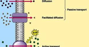 Pin By Dustinlee14 Biology On Proteins Cell Biology Biology College Science Cells