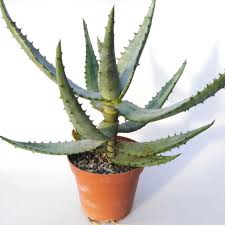Aloes share the succulent form many cacti have, and some species of one way is to think about which plant part is which. Aloe Ferox Uhlig Kakteen More Than 5 000 Different Species