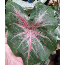 Check spelling or type a new query. Caladium Florida Clown Indoor Outdoor Plant Shopee Philippines