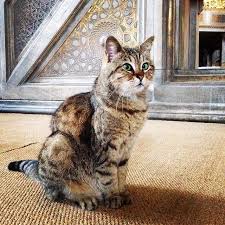 Gli The Hagia Sophia Housecat 21 Instagram Cat Pictures That Will Make You Pack And Leave For Istanbul Today Cats Travel Istanbul Hayvanlar Kedi Kedicik