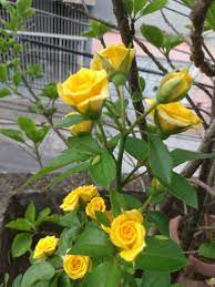mini rosa amarela mini rosas flores rosa amarela