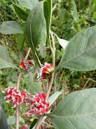 Image result for Oliverella rubroviridis