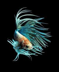 Betta Splendens Meaning Beautiful Warrior Natureisfuckinglit In 2020 Betta Fish Betta Beautiful Fish