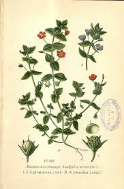 Image result for Anagallis barbata