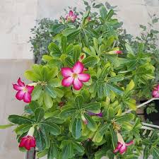 Looking For An Easy To Grow Unique Plant With A Fun Aspect Adenium Obesum Desert Rose Plants Are Perfect Specimens F Desert Rose Plant Unique Plants Plants