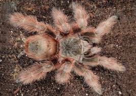 Image result for Centema subfusca