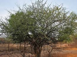 Image result for Canthium oligocarpum