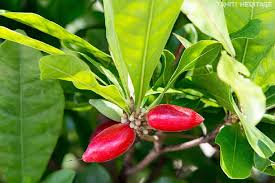 Fruit Miraculeux Miracle Fruit Il Sucre Sans Calorie Via Tahitiheritage Miracle Fruit Tahiti Tahitiheritage Sucre Sans Calorie Miraculeux Photo Fruit