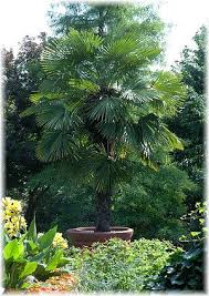 Hanf Palme Trachycarpus Fortunei Palmen Pflanzen Palmen Garten Garten