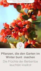 Pflanzen Die Im Winter Farbe In Den Garten Bringen Pflanzen Garten Bluhende Pflanzen
