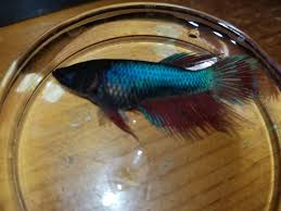 My Female Betta Suddenly Died Earlier Today She Was Swimming Around As Usual Later I Found Her Dead Bettafish