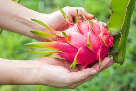 Dragon fruit is a tropical fruit that grows on the hylocereus cactus, otherwise known as the honolulu queen. How To Grow Dragon Fruit Plant Instructions
