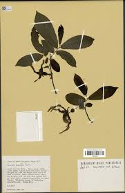 Image result for Monodora grandidieri