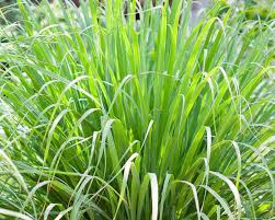 Then use the water to soak the lemongrass stalk. Lemon Grass Pahl S Market Apple Valley Mn