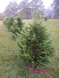 We did not find results for: Leyland Cypress Trees Often Planted Incorrectly Caes Newswire