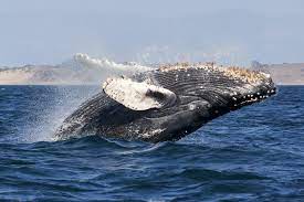 Humpback whales live in all oceans around the world. Flippers Provide Lift Reduce Drag Biological Strategy Asknature