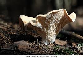 Image result for Hydnum repandum