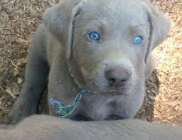 We offer akc lab puppies for sale in charlotte, nc call or email us today! White Labrador Puppies For Sale Near Me Novocom Top