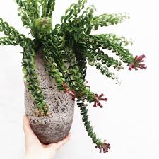 The lipstick rasta plant (aeschynanthus radicans or a. Aeschynanthus Radicans Curly Lipstick Plant Lipstick Plant House Plant Pots Plants