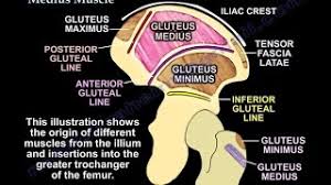 Massage therapy for back pain, hip pain, and sciatica. The Gluteus Medius Muscle Everything You Need To Know Dr Nabil Ebraheim Youtube